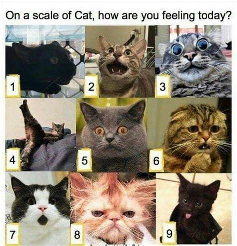 funny scale memes|feelings scale meme.